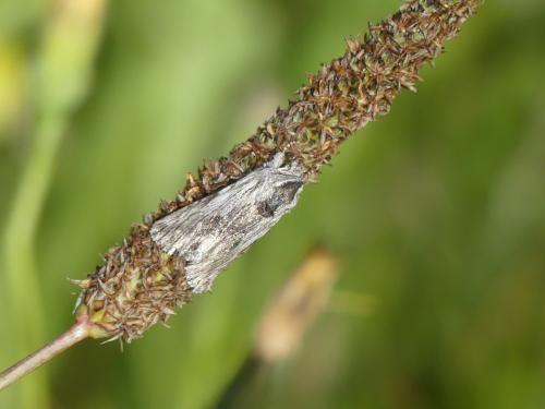 Calophasia platyptera